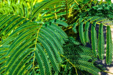 Yeşil yapraklar. Doğal yeşil arka plan