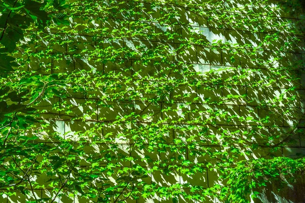 Efeu. Efeu Hecke Hintergrund. grüne Pflanzenstruktur. grüne Blätter Hintergrund. myrtengrüner Hintergrund. — Stockfoto