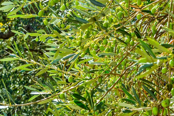 Azeitonas verdes nos ramos. Montenegro — Fotografia de Stock