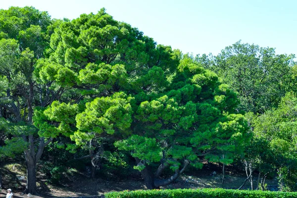 Пышные зеленые деревья в саду. Объект природы — стоковое фото