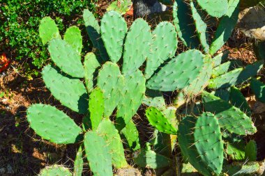 Opuntia kaktüs güneşli Vahşi çöl bitkileri.