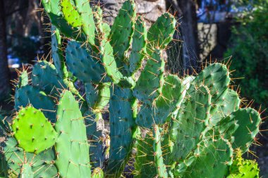 Opuntia kaktüs Vahşi çöl bitkileri.