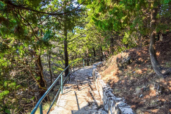 Stone trap in een dennenbos. Zonlicht valt op de stenen trap — Stockfoto