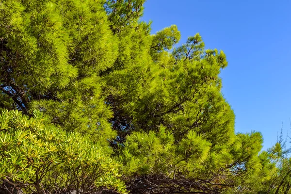 Mavi gökyüzü arka planda parlak yeşil ladin