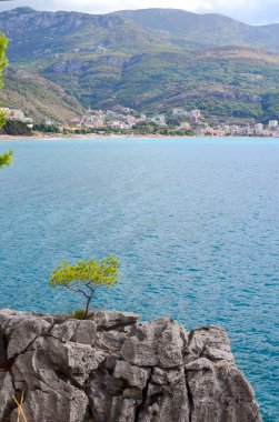 Dağdan deniz manzarası. Adriyatik Denizi. Genç çam çıplak bir kaya üzerinde yetişir