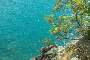 Dağdan deniz manzarası. Ağaç suyun yanında yetişir. Adriyatik Denizi.