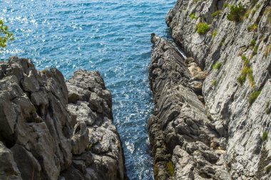 Dağdan deniz manzarası. Ağaç suyun yanında yetişir. Adriyatik Denizi.
