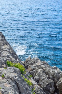 Dağdan deniz manzarası. Ağaç suyun yanında yetişir. Adriyatik Denizi.