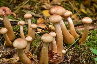 Ormandaki mantarlar yaşlı bir ağaçta yetişir.