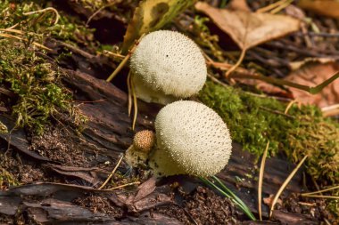 Yenilebilir mantar Ortak Puffball, Lycoperdon perlit, makro