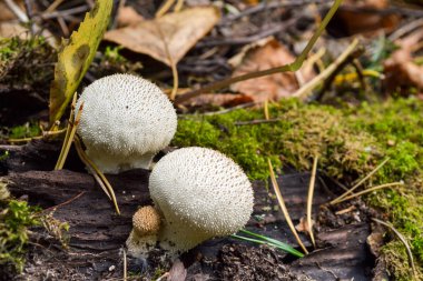 Yenilebilir mantar Ortak Puffball, Lycoperdon perlit, makro