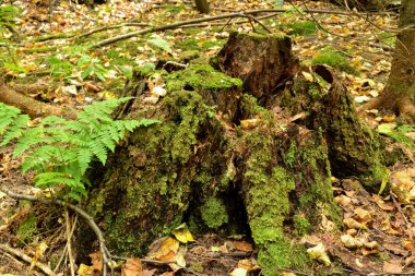 Yeşil yosunla kaplı ormandaki eski kütük
