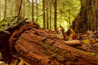 Ormanda eski çürümüş eski ağaç gövdesi