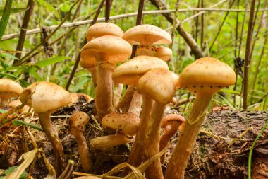 Kuru devrilen ağaçlarda yetişen yenilebilir mantarlar