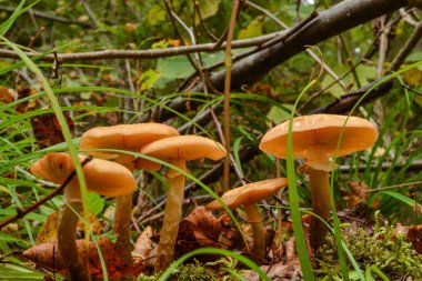 Otlar arasında doğal ortamda Agaric bal mantarı