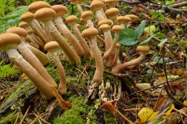 Kuru düşmüş bir ağaç üzerinde büyük bir daire içinde Yenilebilir mantar