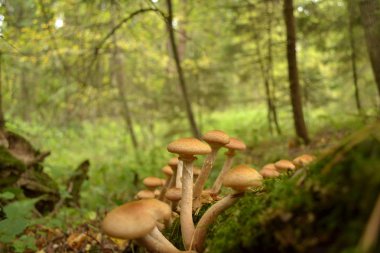 Kuru devrilen ağaçlarda yetişen yenilebilir mantarlar