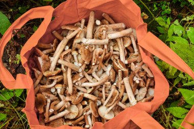 Mantar toplayıcı mantar dolu bir çanta topladı