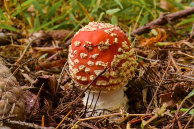 Amanita Muscaria, zehirli mantar. Fotoğraf doğal orman arka planında çekildi..