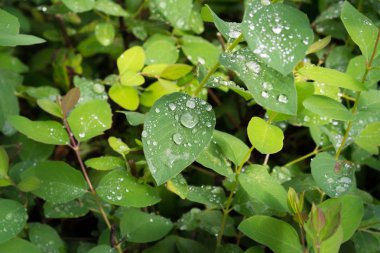 Yağmurdan sonra damla su ile yeşil yaprakları. Yapraklarda çiy