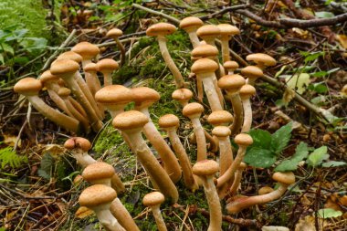 Kuru düşmüş bir ağaç üzerinde büyük bir daire içinde Yenilebilir mantar