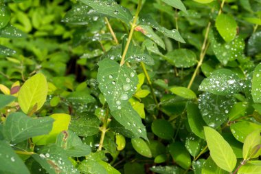 Yağmurdan sonra damla su ile yeşil yaprakları. Yapraklarda çiy