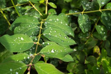 Yağmurdan sonra damla su ile yeşil yaprakları. Yapraklarda çiy