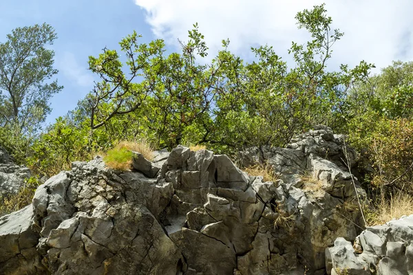 Trees grow on the mountain. Bottom view. Montenegro — Stock Photo, Image
