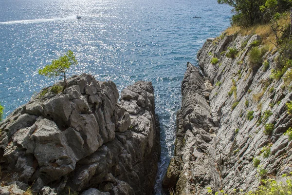 Vista mare dalla montagna. Mare Adriatico. Giovane pino cresce su una roccia nuda — Foto Stock