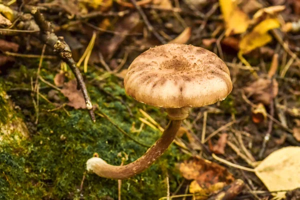 Houba v lese zblízka. — Stock fotografie