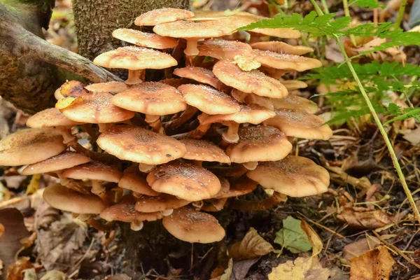 Setas en el bosque de cerca. Otoño. Hora de recoger setas — Foto de Stock