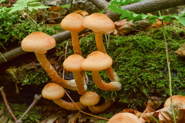 Setas en el bosque crecen en un viejo árbol caído — Foto de Stock