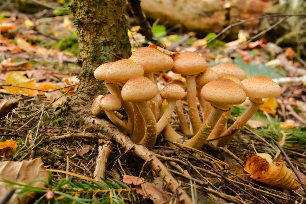 Setas en el bosque de cerca. Otoño . — Foto de Stock