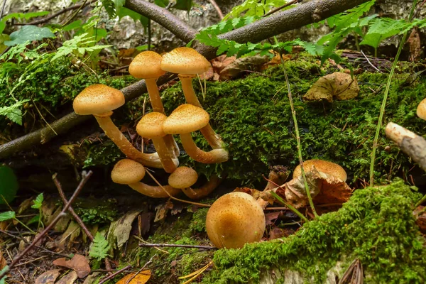 Setas en el bosque crecen en un viejo árbol caído — Foto de Stock