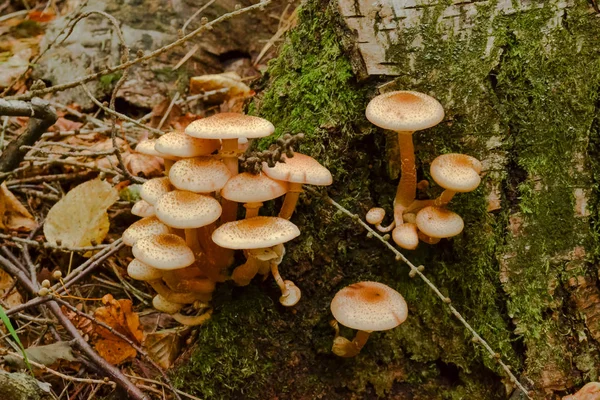 Setas en el bosque crecen en un viejo árbol caído — Foto de Stock
