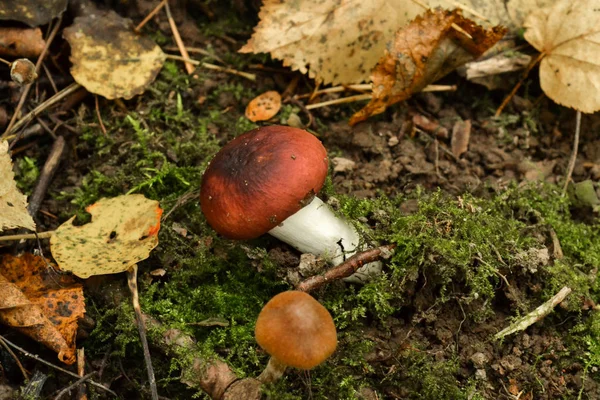 Houbová Holubinka na mechem půdě v lese — Stock fotografie