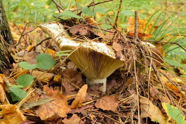 버섯 클로즈업. 숲의 나뭇잎 아래에서 휴식 — 스톡 사진