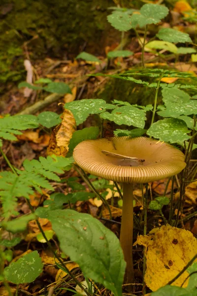 비가 내린 후 숲에서 버섯 클로즈업 — 스톡 사진
