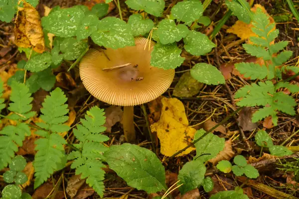 비가 내린 후 숲에서 버섯 클로즈업 — 스톡 사진