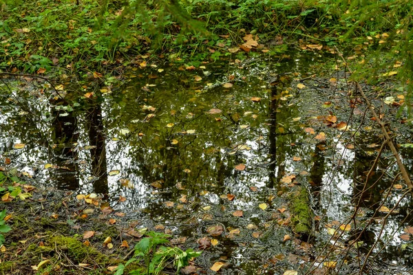 Dark water of a forest lake with floating leaves and centuries — Stock Photo, Image