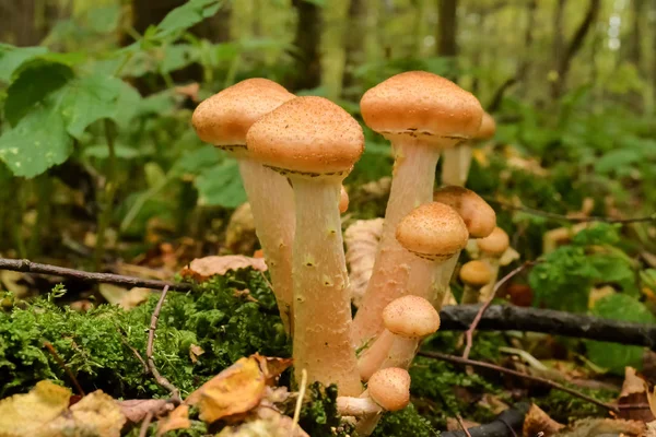 Champiñones en el bosque de otoño después de la lluvia — Foto de Stock