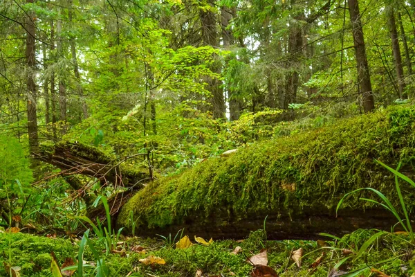 Fallen trees in the forest, covered with green moss. An old forest. — Stock Photo, Image
