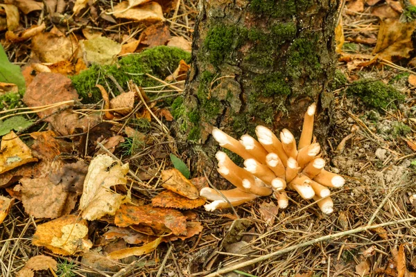 Вырезать грибы в лесу. Лесник собирал грибы — стоковое фото