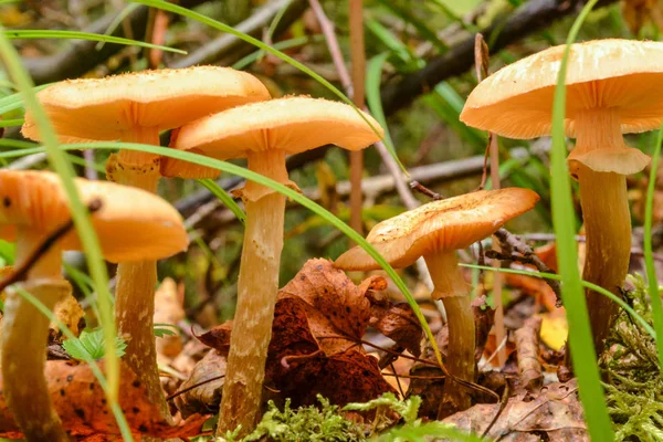 Hongos agáricos de miel en ambiente natural entre gramíneas — Foto de Stock