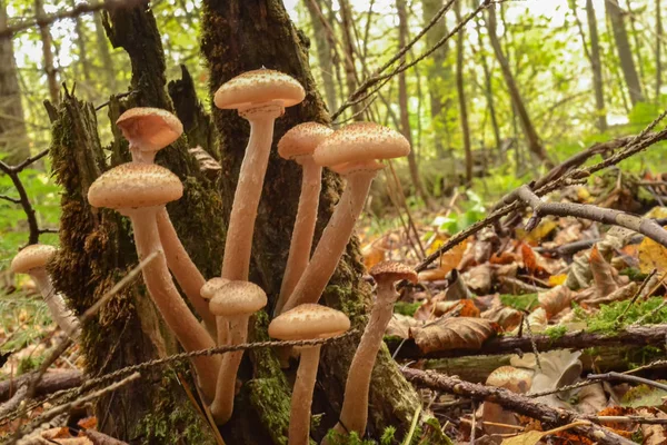 Setas comestibles crecen en árboles secos en el bosque después de la lluvia — Foto de Stock