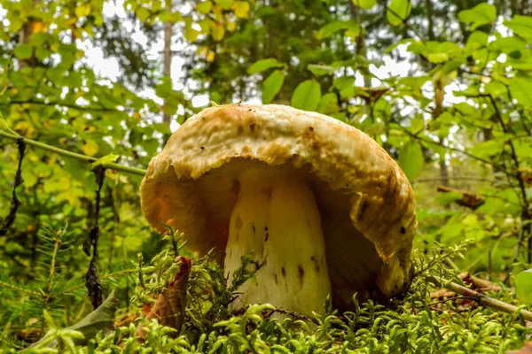 Big mushroom with forest in the background — Stock Photo, Image