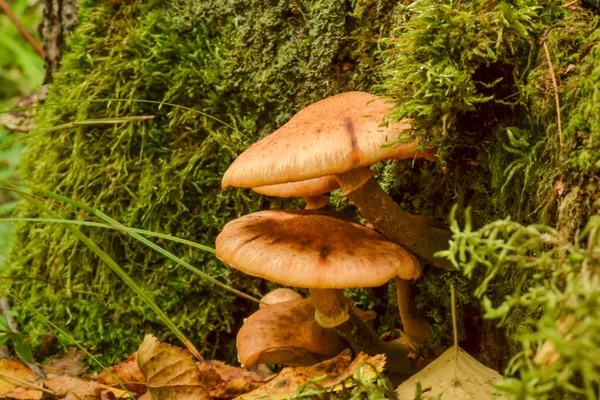 Setas comestibles crecen en árboles secos en el bosque después de la lluvia — Foto de Stock