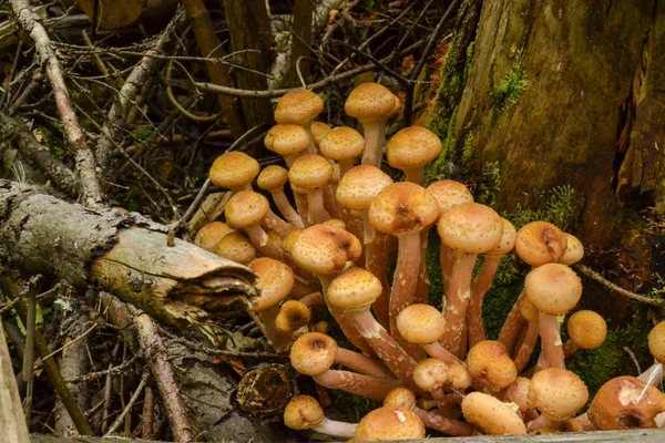 Yenilebilir mantaryağmurdan sonra ormanda kuru ağaçlarda yetişir — Stok fotoğraf