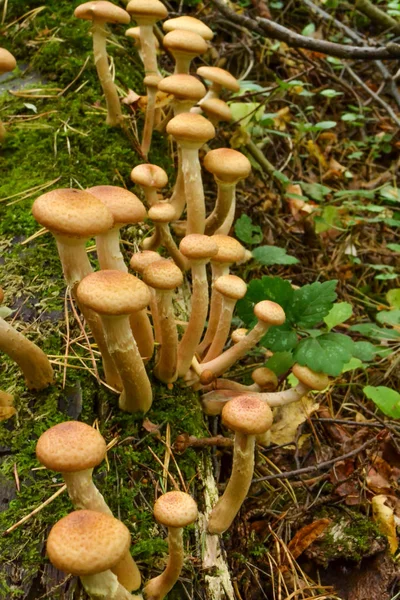 Grzyby miód grzyba rosną na suchym drzewie w jesiennym lesie — Zdjęcie stockowe