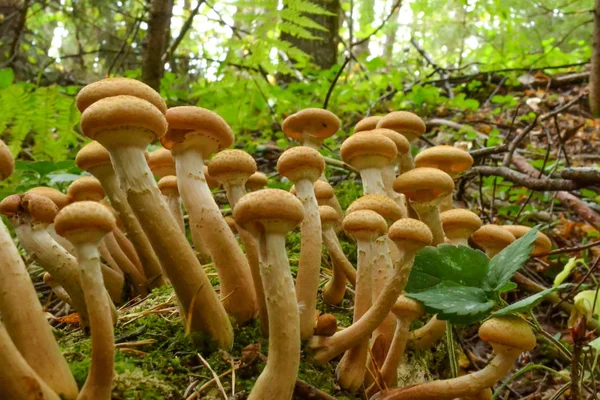 Setas miel agáricos crecen en un árbol seco en el bosque de otoño — Foto de Stock